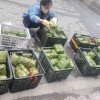 bán nồi luộc bánh chưng 150 chiếc-No Name-bán sỉ bán nồi luộc bánh chưng 150 chiếc bán nồi luộc bánh chưng 150 chiếc-NỒI BÁNH CHƯNG CHO THUÊ GIÁ RẺ TẠI HÀ NỘI
